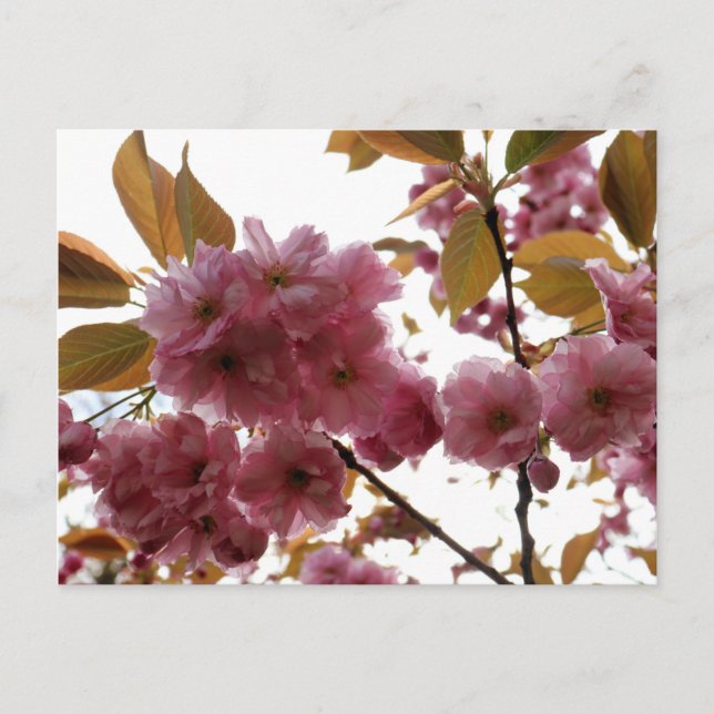 Malus Brandywine Crabapple Blossom Postkarte (Vorderseite)