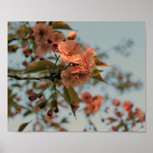 Malus Brandywine Crabapple Tree Spring Pink Bloom Poster (Vorne)