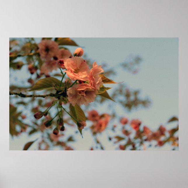 Malus Brandywine Crabapple Tree Spring Pink Bloom Poster (Vorne)