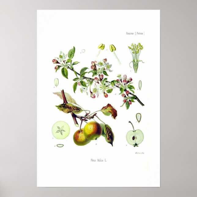 Malus (Malus domestica) Poster (Vorne)