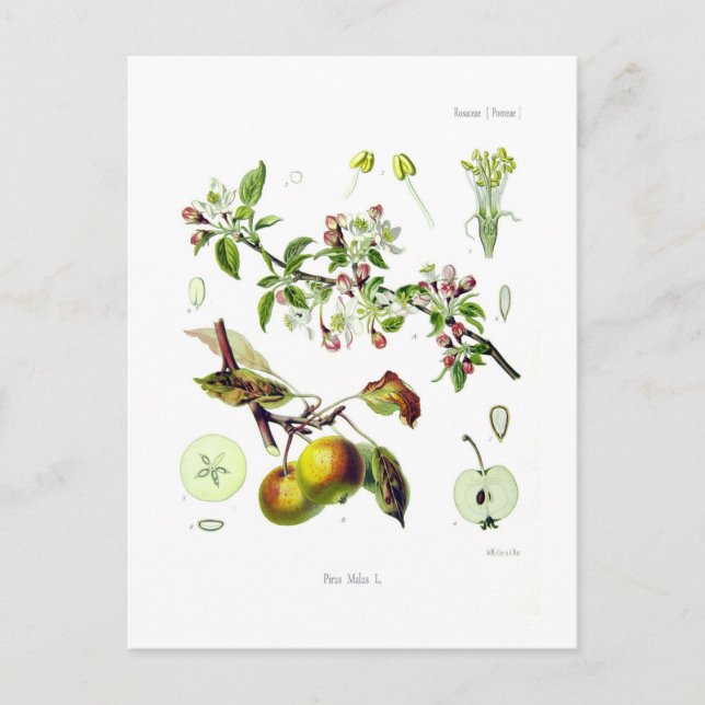 Malus (Malus domestica) Postkarte (Vorderseite)