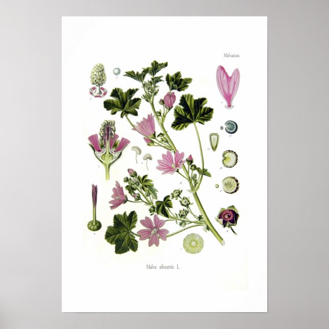 Malva silvestris poster (Vorne)