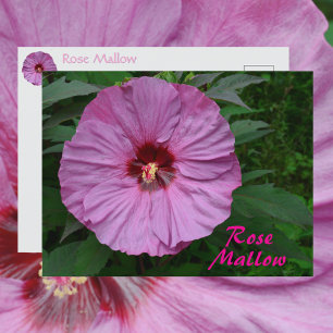 Malvenblüten-Fotografie Botanisch Postkarte
