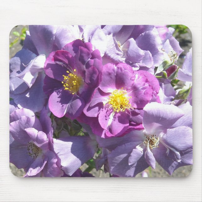 Malvenfarbene Rosen Mousepad (Vorne)