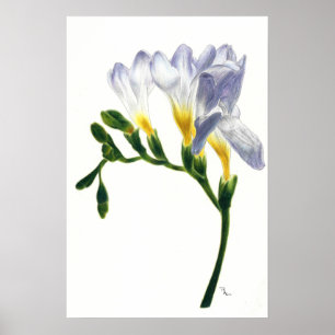 Malvenfarbener Freesias-Druck Poster