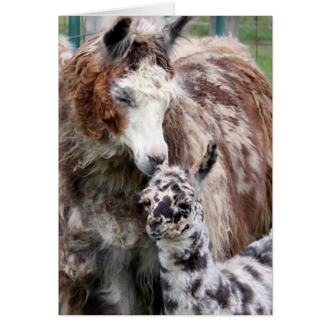 Mama & Baby Llama Kiss (Vorne)