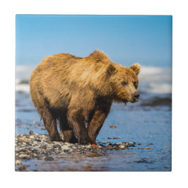 Mama Bären beobachtet ihre beiden Kinder Fliese