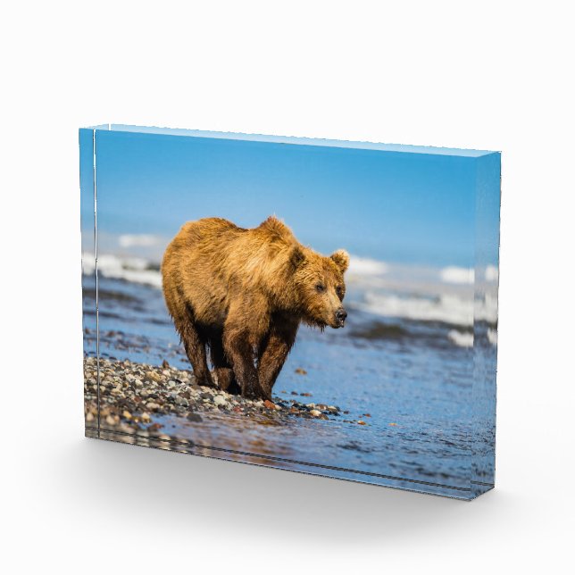 Mama Bären beobachtet ihre beiden Kinder Fotoblock (Rechts)