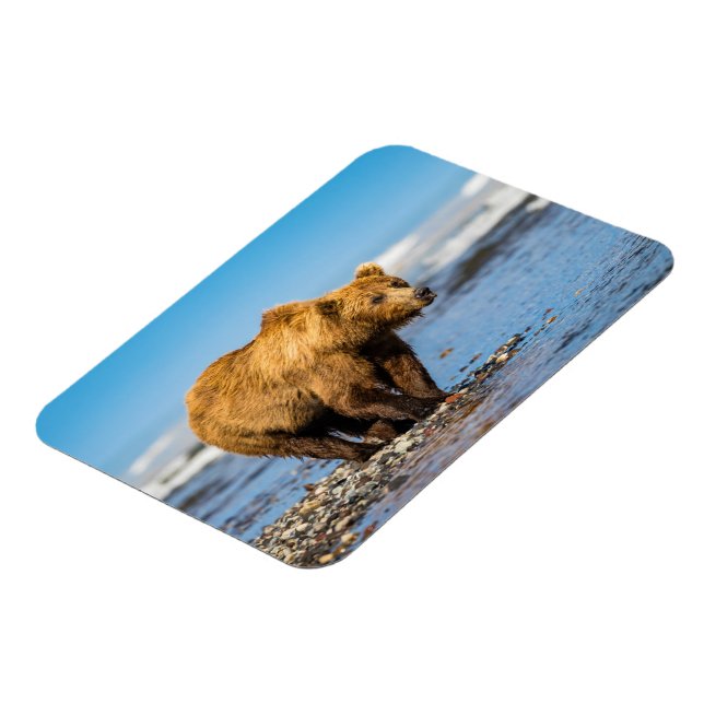 Mama Bären beobachtet ihre beiden Kinder Magnet (Linke Seite)