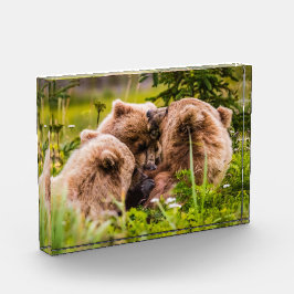 Mama Bären pflegen ihre zwei Jungen, Lake Clark Na Fotoblock