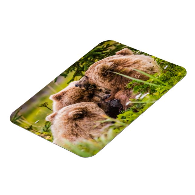 Mama Bären pflegen ihre zwei Jungen, Lake Clark Na Magnet (Linke Seite)