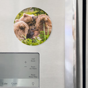 Mama Bären pflegen ihre zwei Jungen, Lake Clark Na Magnet