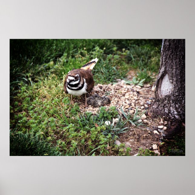 Mama Bird Schutz Eier Fotografie Druck Poster (Vorne)