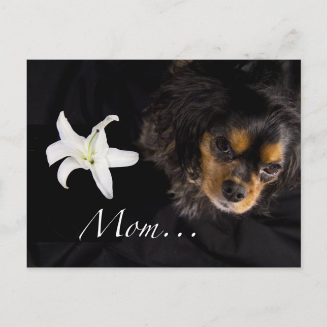 Mama... Cavalier King Charles Spaniel Postkarte (Vorderseite)