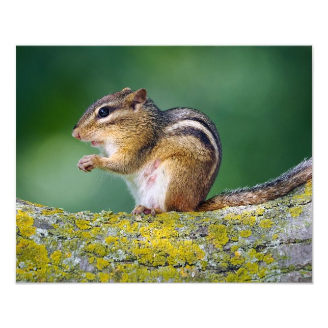 Mama Chipmunk Fotodruck (Vorne)