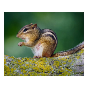 Mama Chipmunk Poster