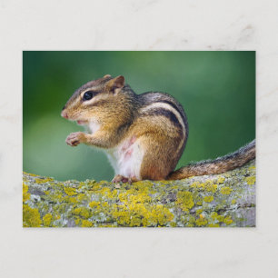 Mama Chipmunk Postkarte