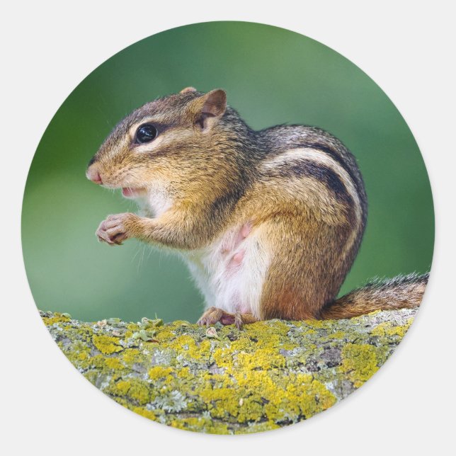 Mama Chipmunk Runder Aufkleber (Vorderseite)