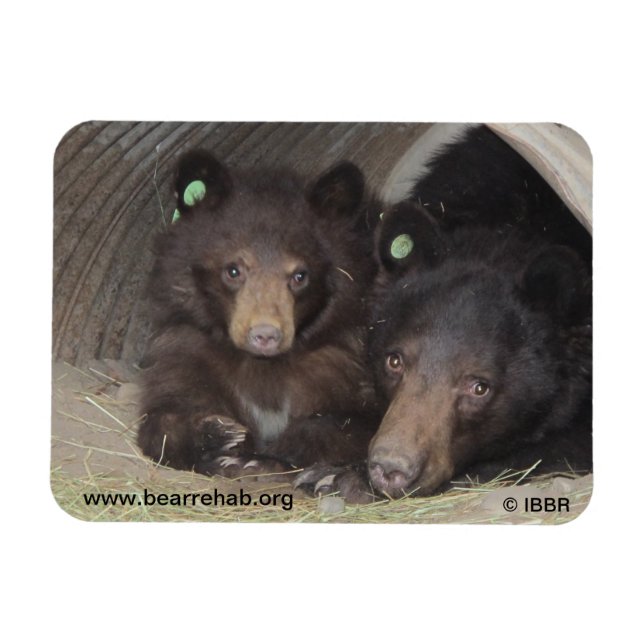 Mama & cub 2013 Premium Flexi Magnet (Horizontal)
