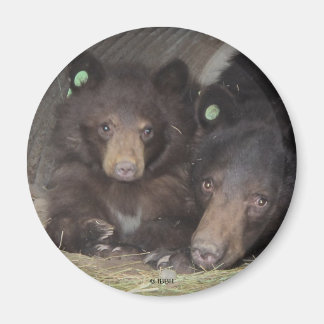 Mama & cub 2013 - Runder Magnet