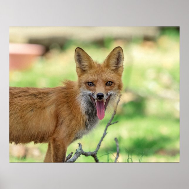 Mama Fox im Hudson Valley Poster (Vorne)