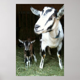 Mama Goat mit Baby Ginger Poster