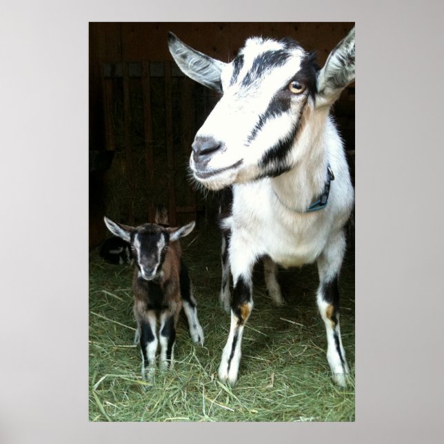 Mama Goat mit Baby Ginger Poster (Vorne)