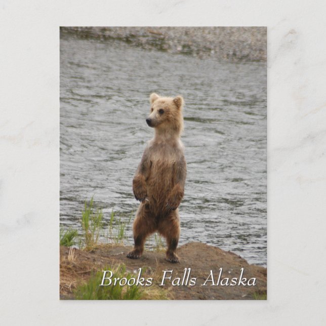 Mama, hallo, Brooks Falls Alaska Postkarte (Vorderseite)