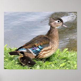 Mama Holzente mit Ente Poster