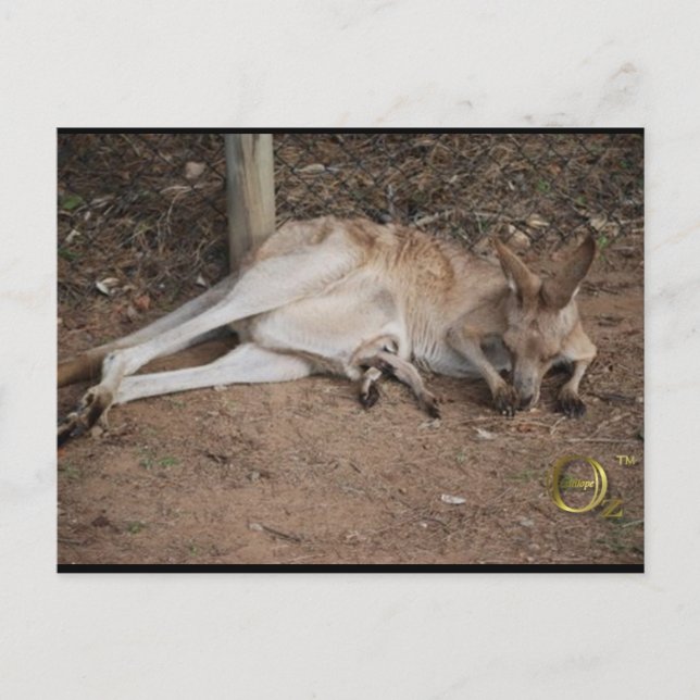 Mama Kangaroo mit Joey in Pouch Postkarte (Vorderseite)