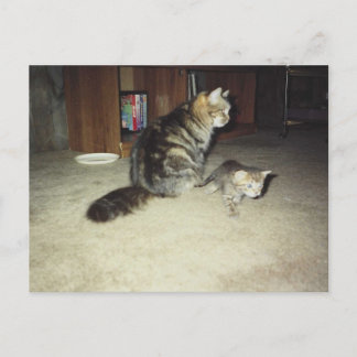Mama Katze mit Kätzchen Postkarte