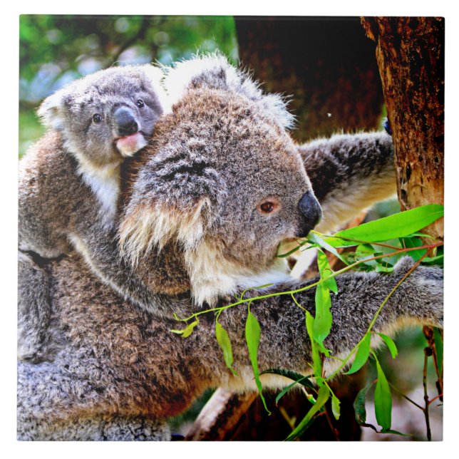 Mama Koala und Baby Joey in a Tree Fliese (Vorderseite)
