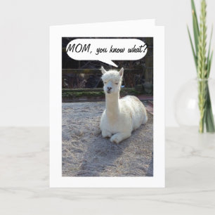 Mama-LLAMA SAGT, NIEMAND HABE EIN BESSERES ZWEI GE Karte