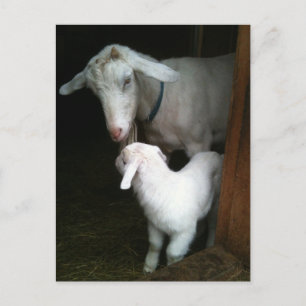 Mama mit Baby-Goat-Postkarte Postkarte