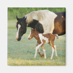 Mama & Paint Filly Magnet