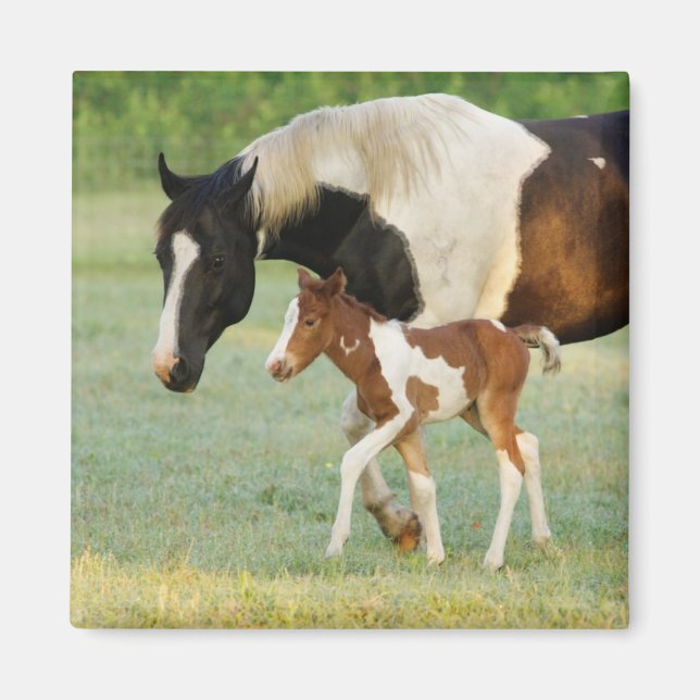 Mama & Paint Filly Magnet (Vorne)