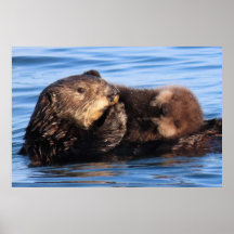 Mama Sea Otter und ihr bezauberndes Jungtier