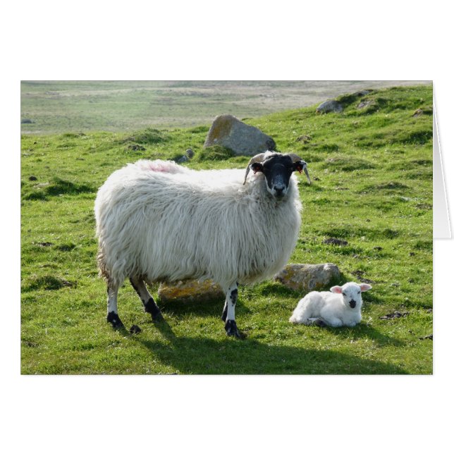 Mama Sheep und Lamb (Vorderseite (Horizontal))