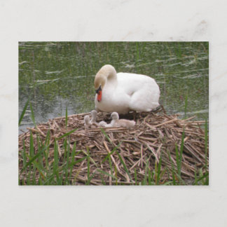 Mama Swan und Babies Postcard Postkarte