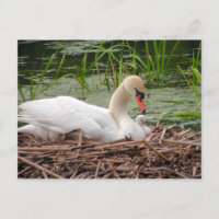 Mama Swan und Baby Postcard
