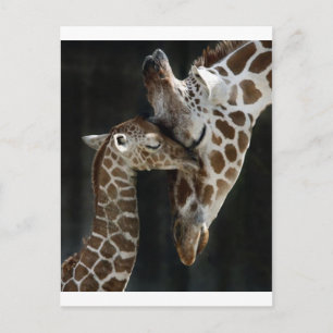 Mama und Baby Giraffe Cuddle Postkarte