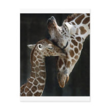 Mama und Baby Giraffe Cuddle