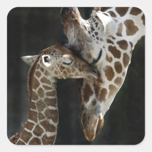 Mama und Baby Giraffe Cuddle Quadratischer Aufkleber
