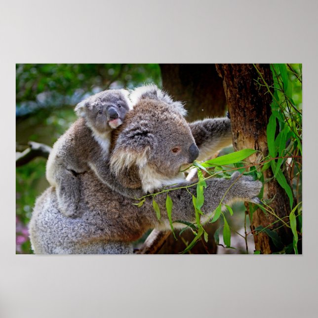 Mama und Baby Koalas Poster (Vorne)