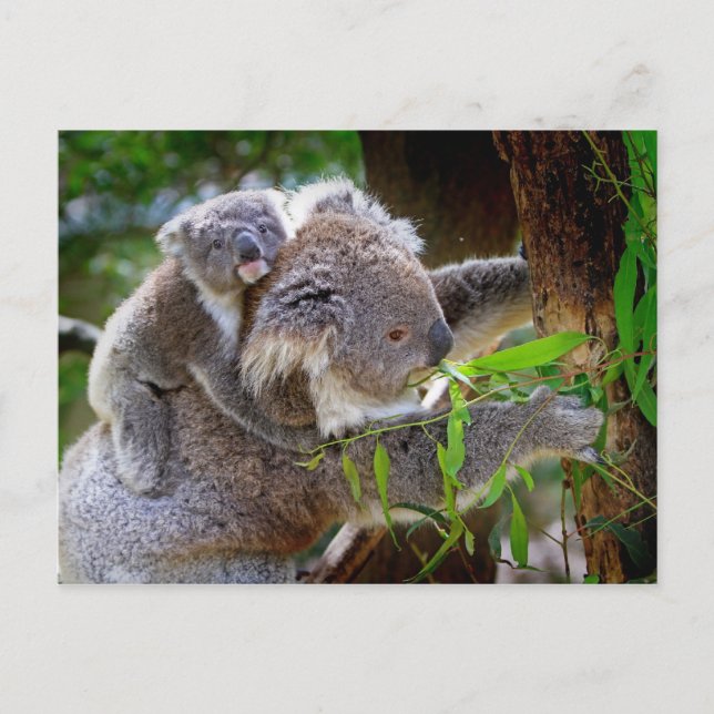 Mama und Baby Koalas Postkarte (Vorderseite)