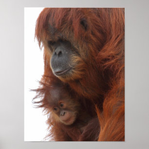 Mama und Baby Orang-Utan Poster