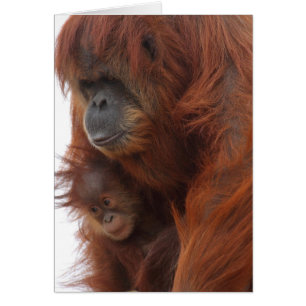 Mama und Baby Orangutan