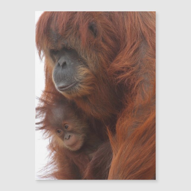 Mama und Baby Orangutan Magnetkarte (Vorderseite)