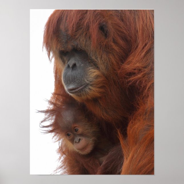 Mama und Baby Orangutan Poster (Vorne)