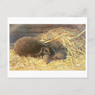 Mama und Babys Igel Vintage Postkarte